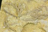 Slab With Multiple Starfish Urasterella Fossils - Oklahoma #145034-2